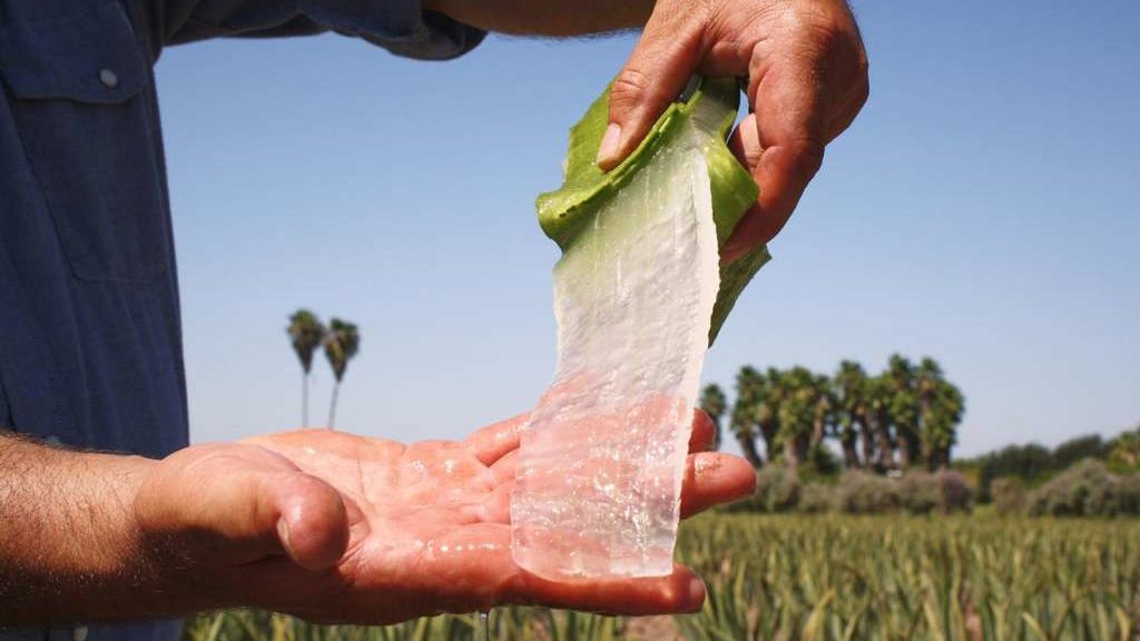Aloe Vera: Das gesündeste Gemüse der Welt