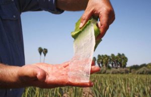 Aloe Vera: Das gesündeste Gemüse der Welt
