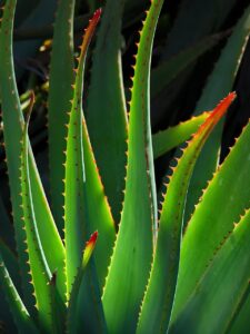 Aloe Vera Pflanze - Aloe Vera trinken Wirkung