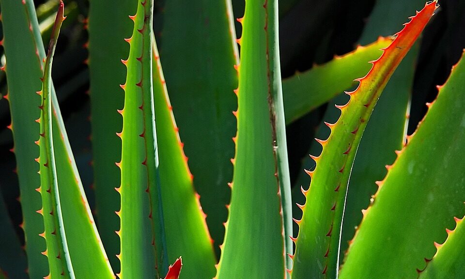 Aloe Vera Pflanze - Aloe Vera trinken Wirkung